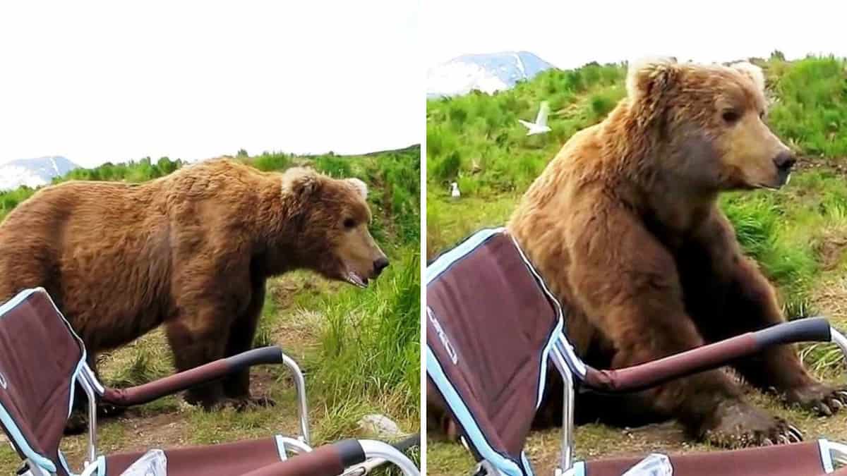 Un orso si sveglia da un pisolino, si avvicina ad un campeggiatore e si siede accanto a lui