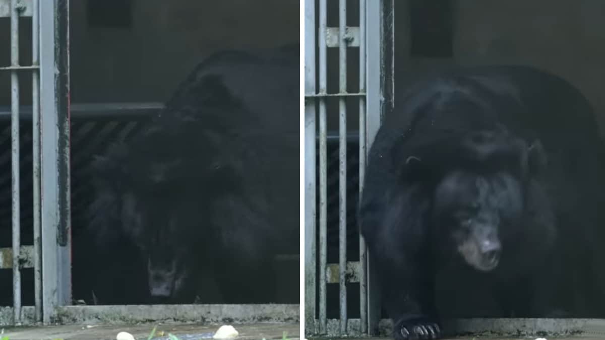 Dopo 20 anni in gabbia, un orso nero sperimenta la libertà per la prima volta. (VIDEO)