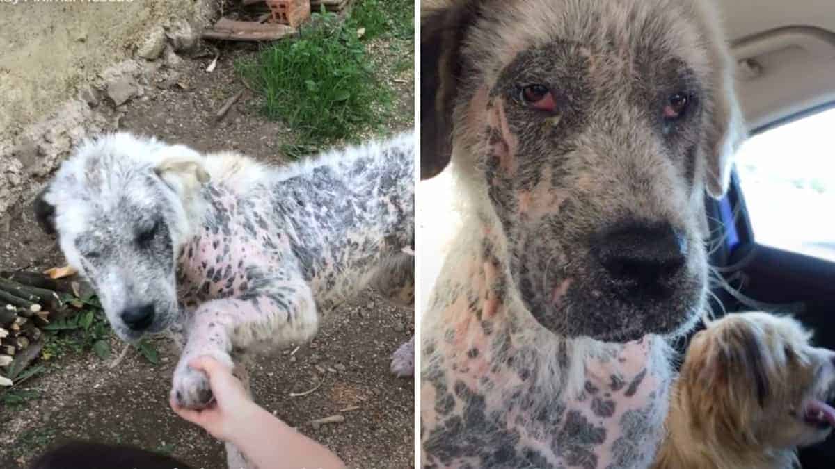 Un cane randagio in difficoltà estende la zampa a degli estranei, implorando aiuto per sé e per un compagno.