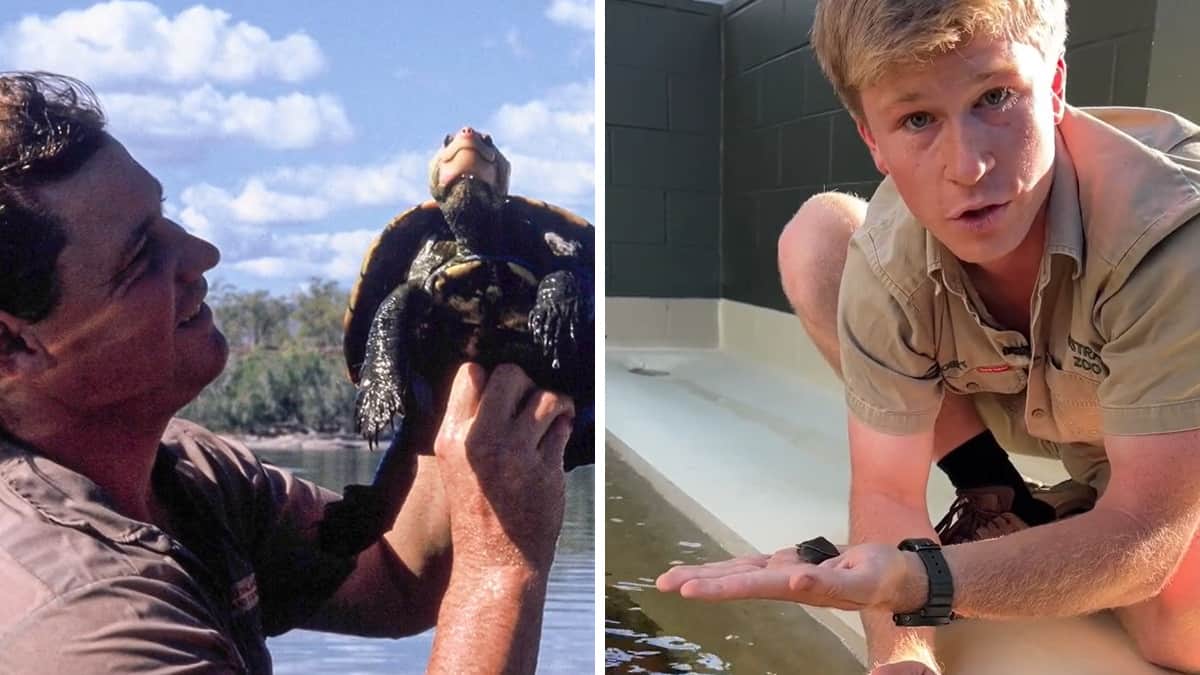 Steve Irwin ha scoperto questa tartaruga… 32 anni dopo, suo figlio condivide un aggiornamento emotivo.