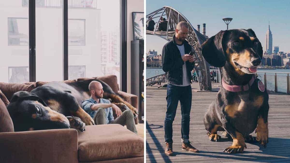 Un ragazzo fotografa un cagnolino per riflettere quanto pensa di essere grande