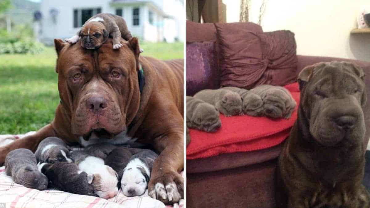 Le mamme canine mostrano un grande orgoglio per i loro cuccioli!