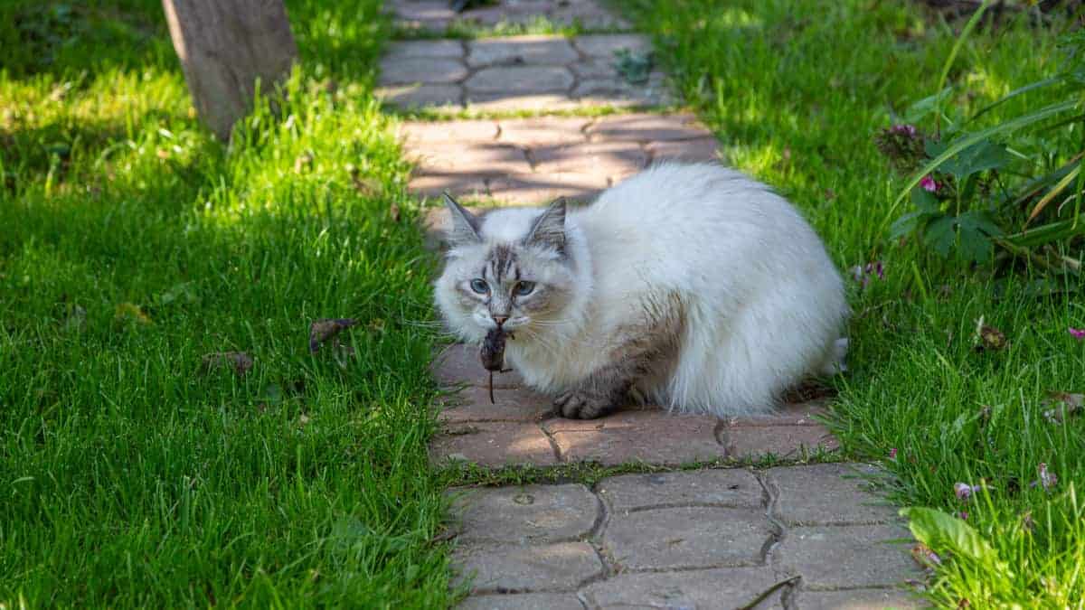 Perché i gatti portano le prede in casa?