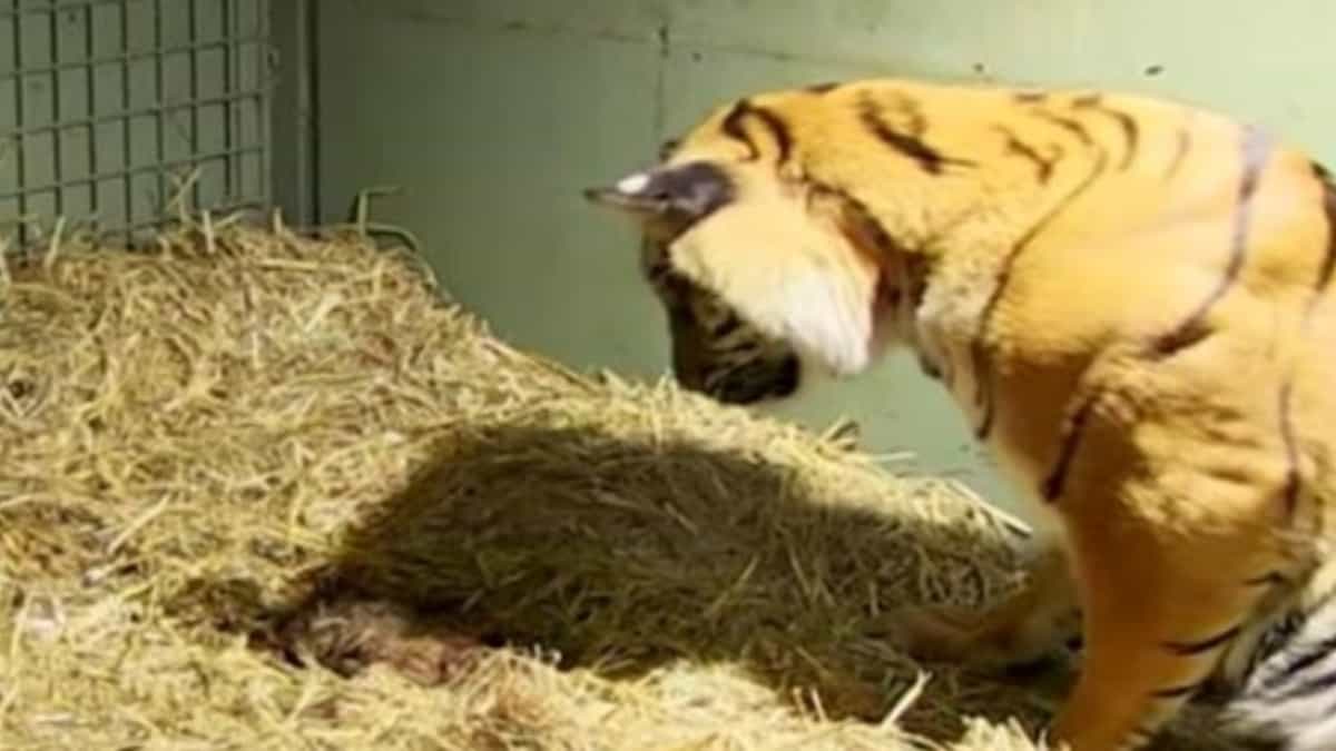 L’istinto materno di una tigre sorprende i custodi nel tentativo di salvare i suoi cuccioli gemelli inerti.