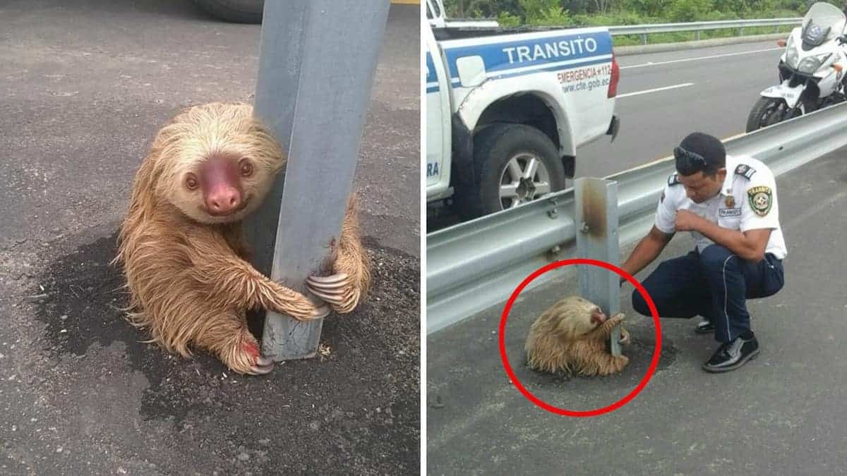 Un diligente agente di polizia soccorre un adorabile bradipo bloccato in mezzo alla strada