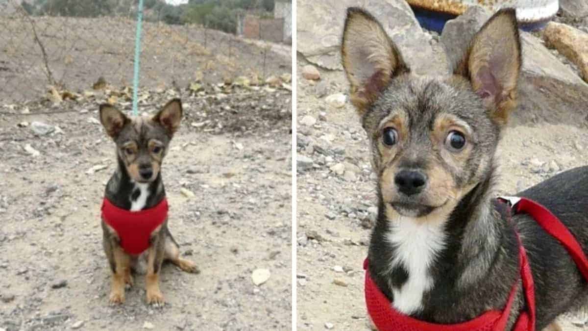 Un cane non vedente trovato tremante sotto un’auto viene adottato da una famiglia amorevole