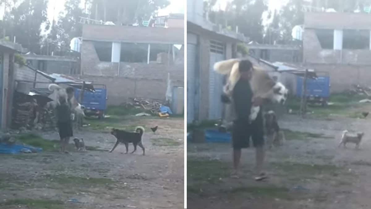 Un uomo protegge il proprio cane dagli attacchi di altri cani mettendolo sulle sue spalle