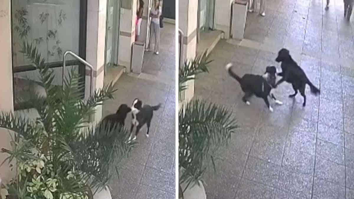 Il cane entusiasta corre incontro al suo amico non appena lo scorge per strada