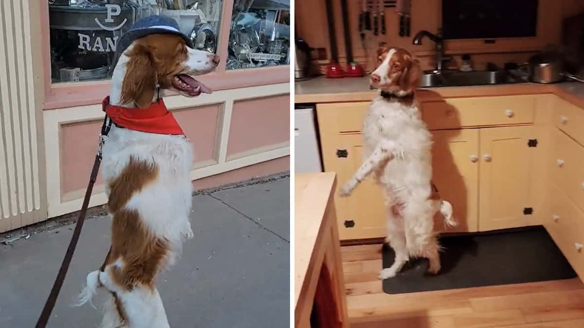 Il cane che cammina su 2 zampe sembra proprio un “vero gentiluomo” quando indossa il cappello.