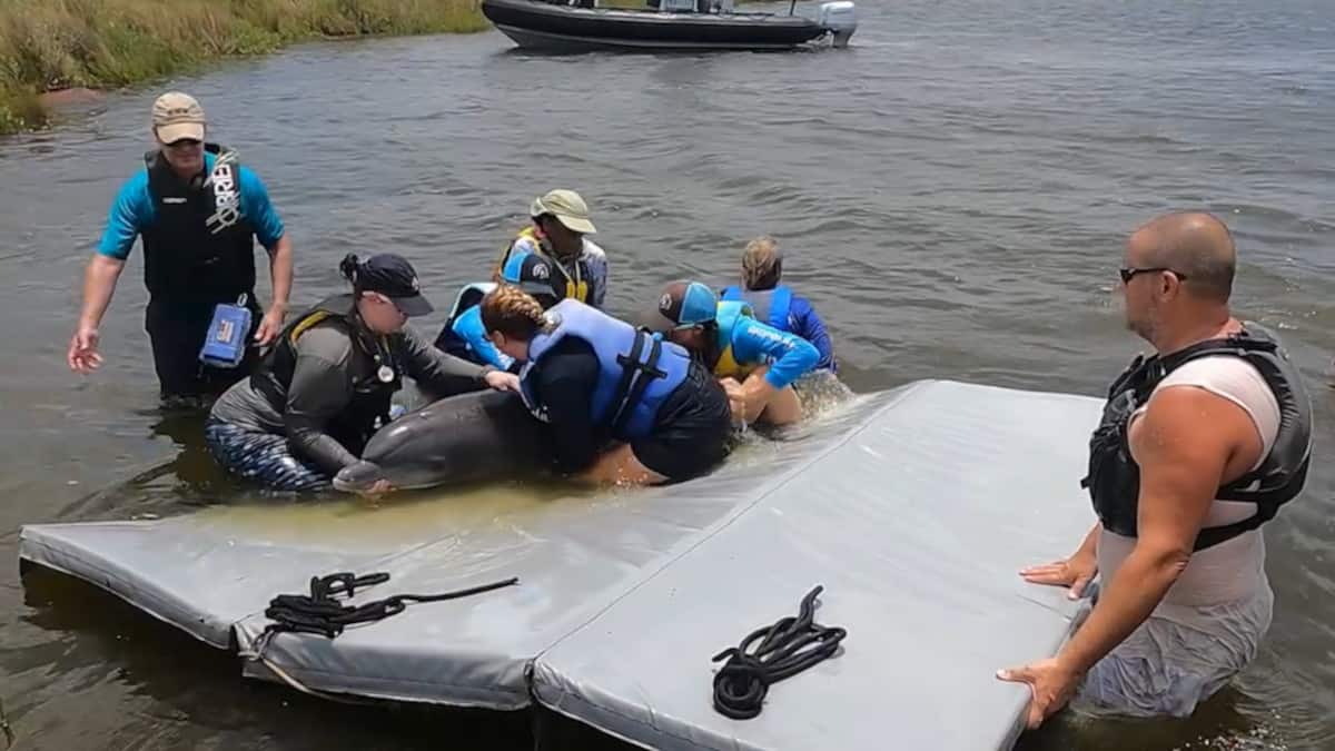 I soccorritori trovano un cucciolo di delfino e la madre intrappolati in uno stagno e organizzano un salvataggio per riportarli nell’oceano