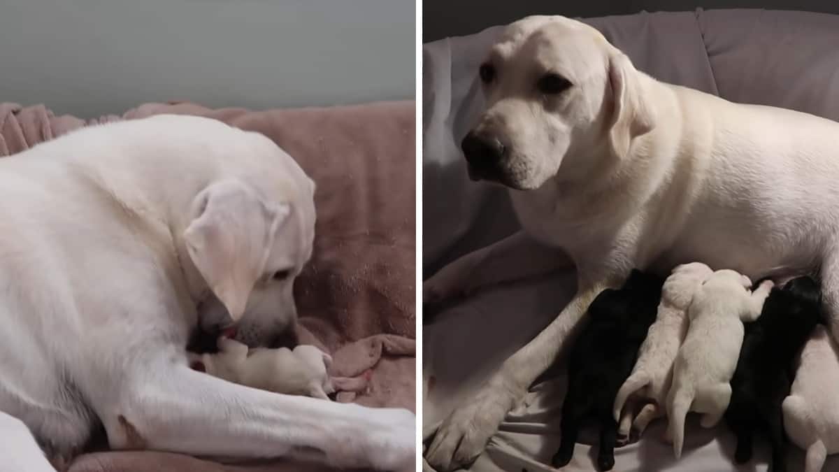 Mamma Labrador lotta instancabilmente per proteggere il suo cucciolo più fragile e piccolo della cucciolata