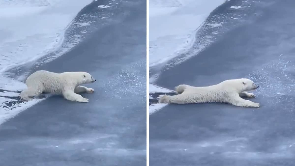 L’orso polare attraversa il ghiaccio in un modo davvero unico per evitare che si rompa