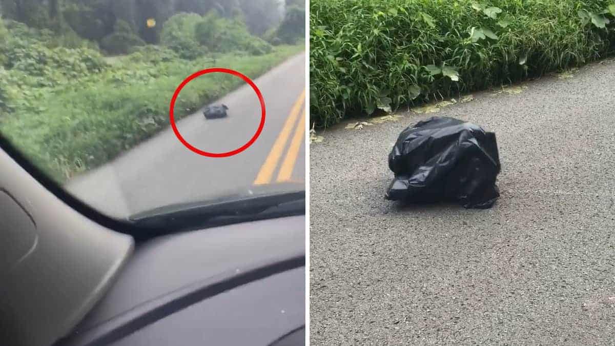 Il guidatore rimane sbalordito scoprendo il movimento per cui il sacco della spazzatura per strada si stava muovendo