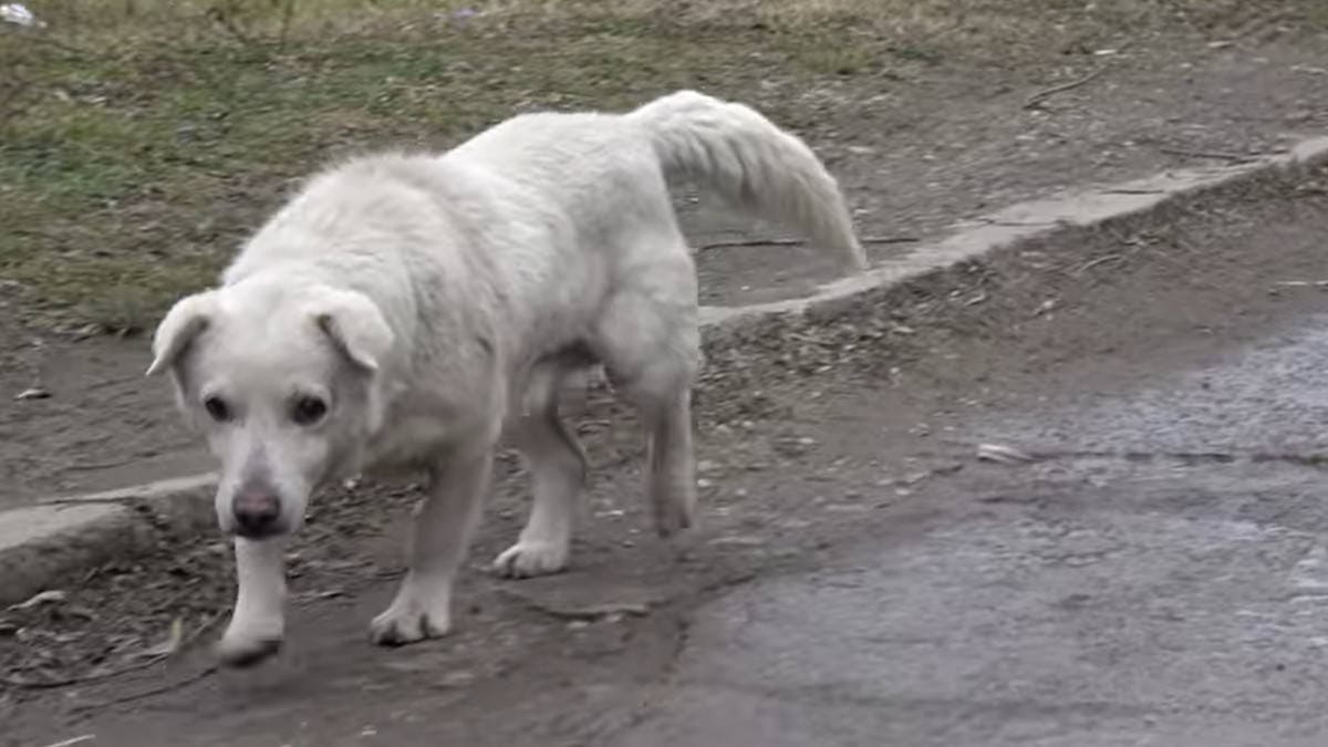 Un cane con il cuore infranto affronta il dolore del rifiuto dopo il ricongiungimento con il proprietario indifferente