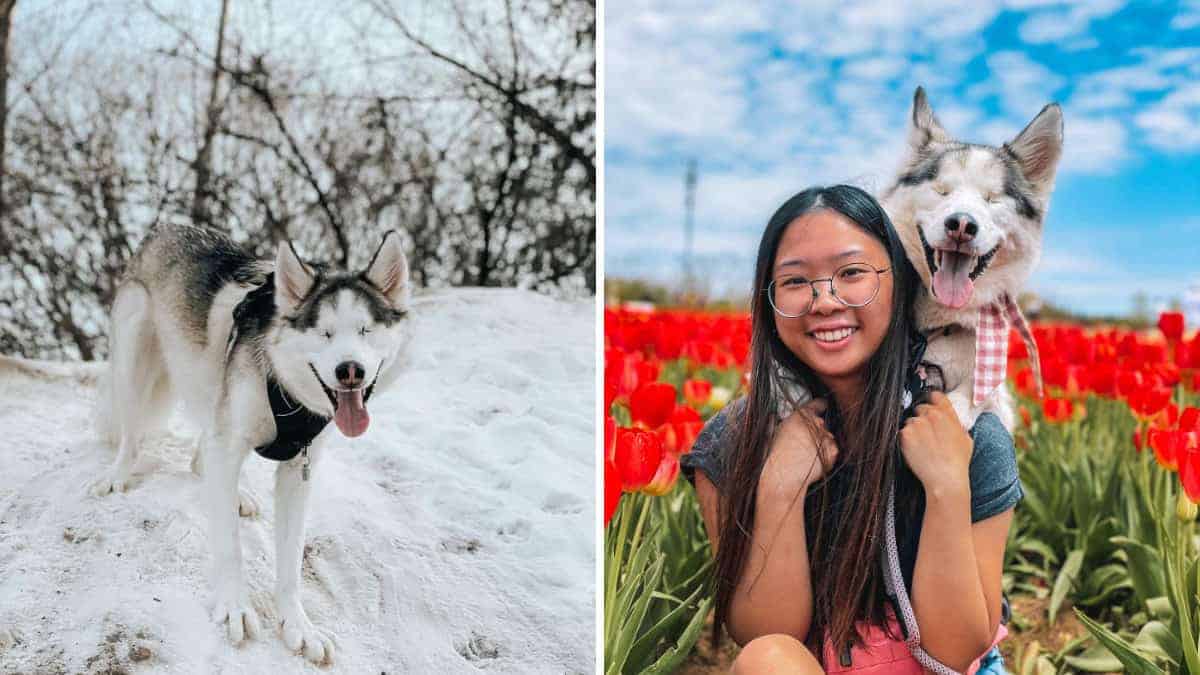 Nonostante la cecità, questo cane ama godersi la neve senza limiti