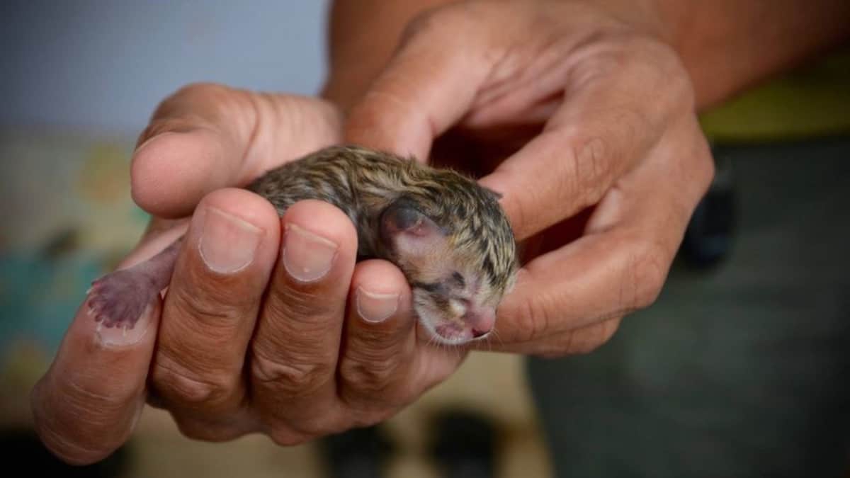 Una famiglia scopre un gatto abbandonato e, osservandolo da vicino, realizza che non è un gattino comune