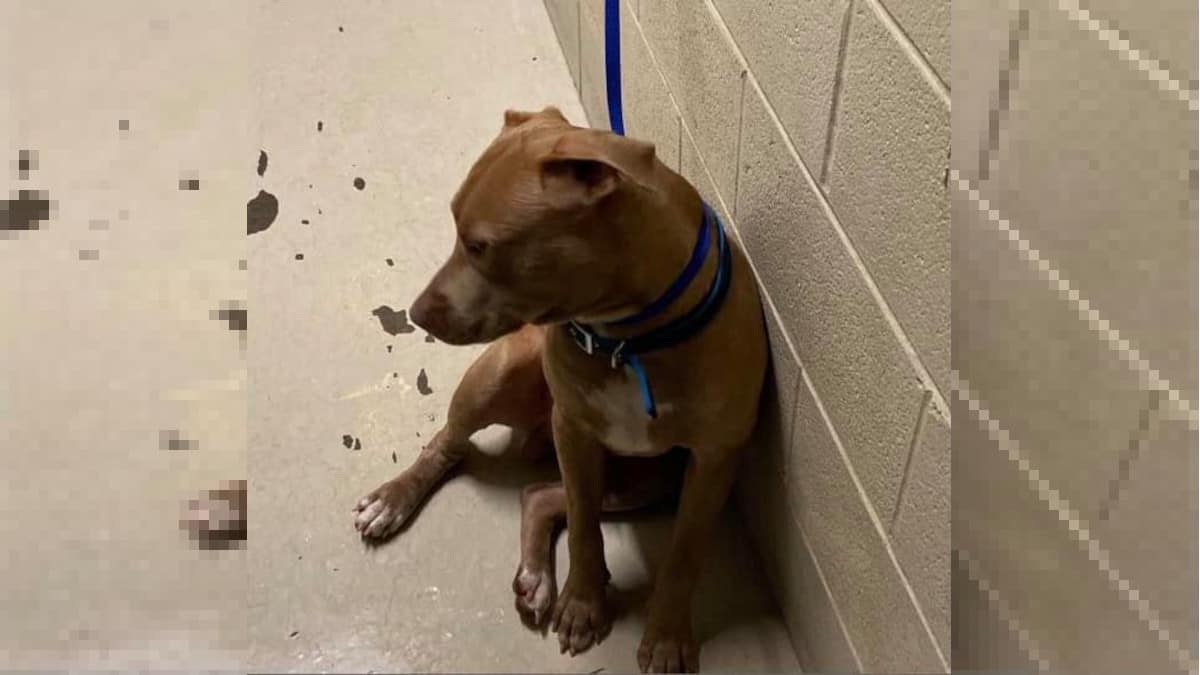 Cane sordo finisce in un rifugio per animali. 2 settimane dopo il proprietario ritorna chiedendo “Posso avere il mio cane?”