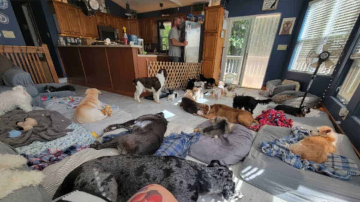 Donna apre la sua casa affinché i vecchi cani possano godersi i loro ultimi giorni