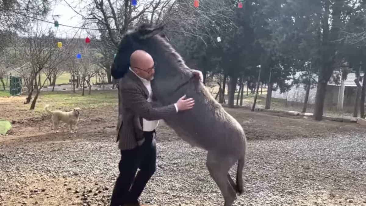 L’asino orfano salvato dal ciglio della strada non riesce a smettere di abbracciare il suo soccorritore (VIDEO)