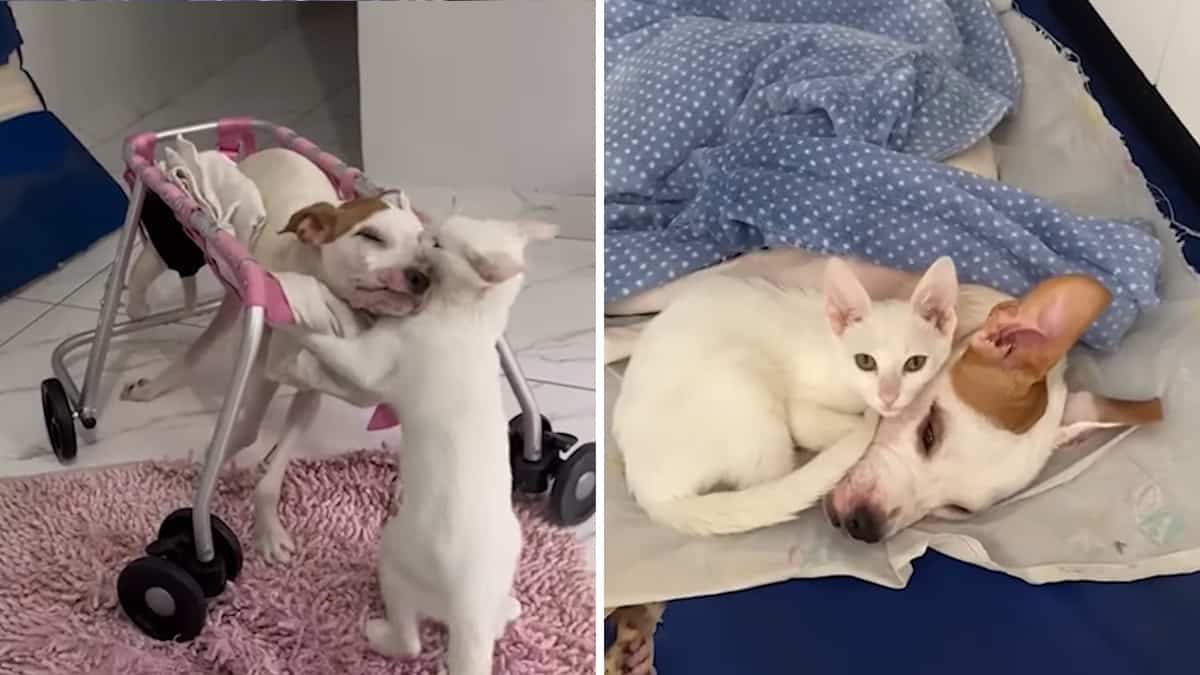 Mamma adotta un gatto per un cane disabile e lui determinato aiuta il cucciolo a imparare a “camminare di nuovo”