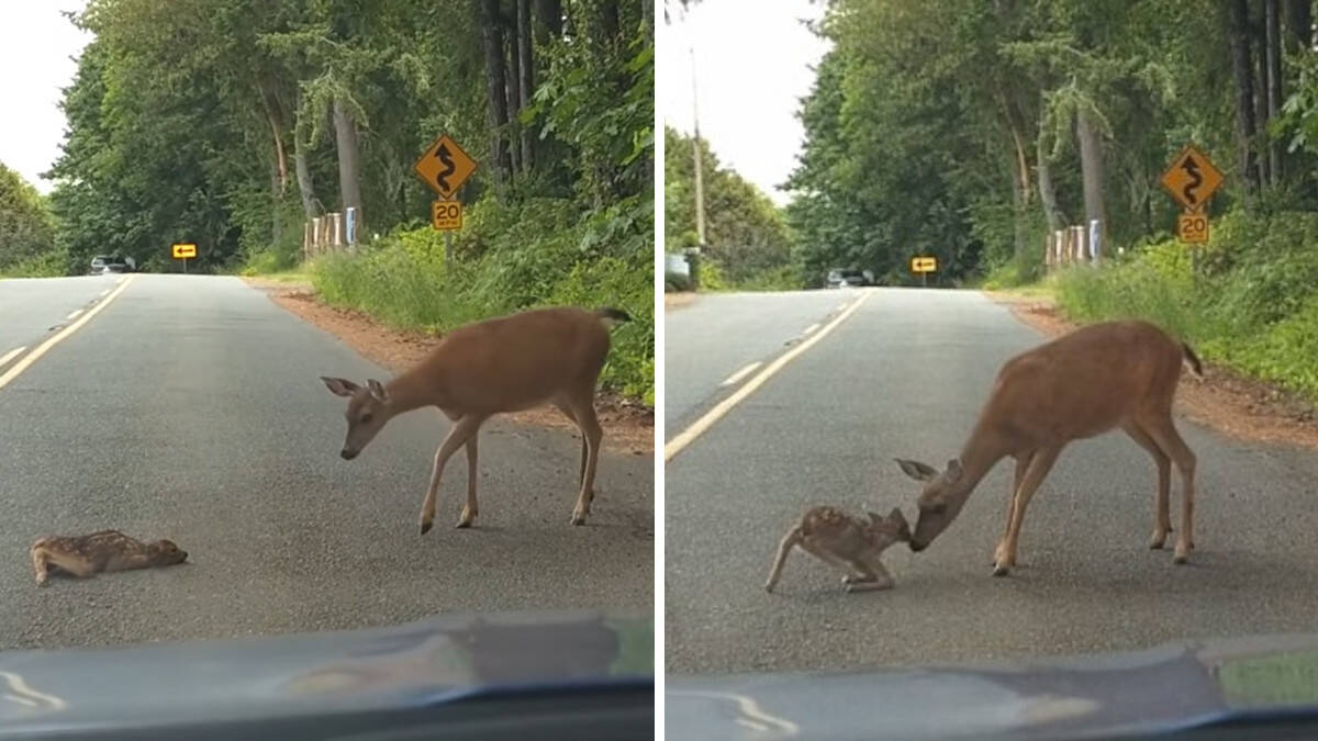 Emozionante salvataggio di un cerbiatto da parte della sua mamma cervo dopo un timoroso attraversamento stradale