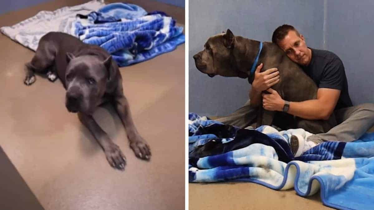 Il gigante Cane Corso è stato restituito al rifugio a causa della sua ansia per la seconda possibilità