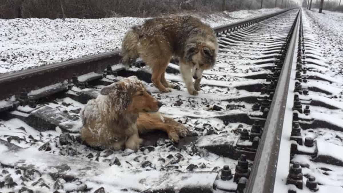 Un cane coraggioso resta accanto alla sorella intrappolata sui binari della ferrovia per due giorni