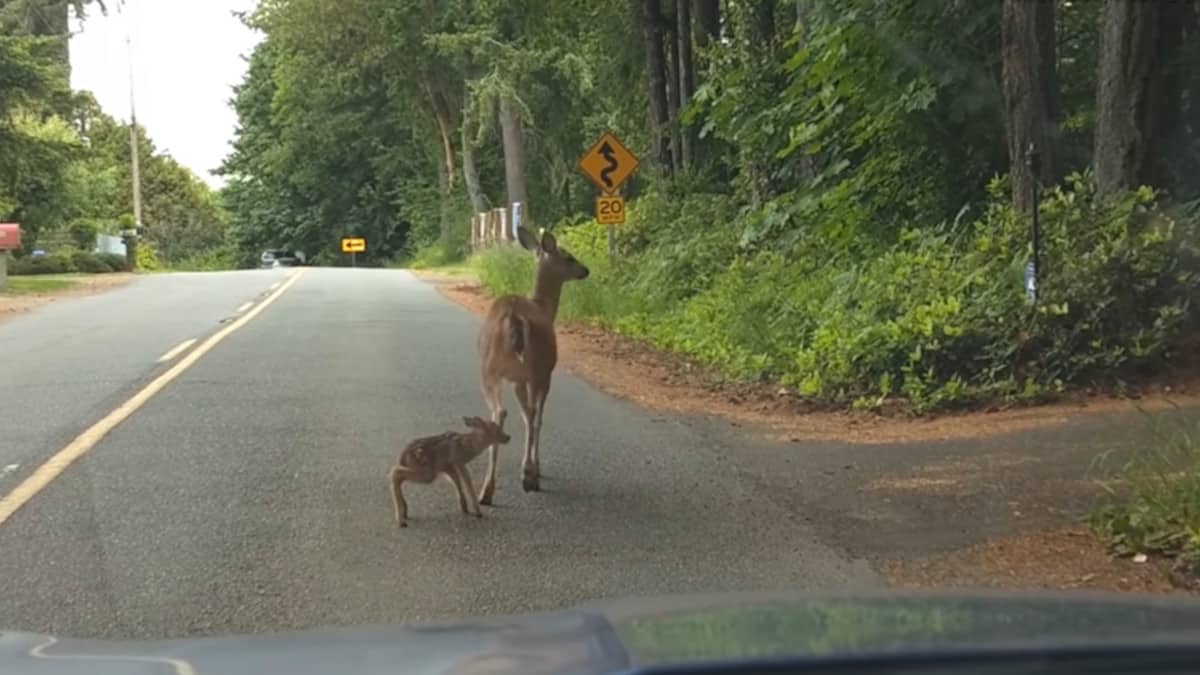 Cerbiatto in mezzo alla strada, mamma cervo lo aiuta ad alzarsi.