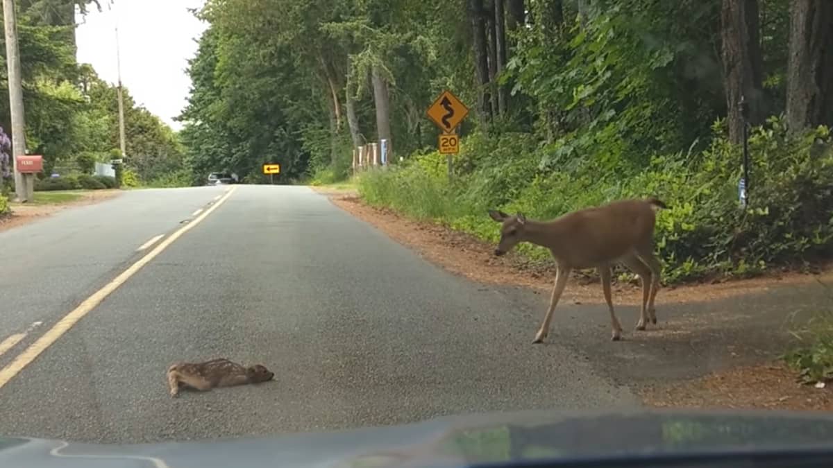 Cerbiatto in mezzo alla strada, mamma cervo lo aiuta ad alzarsi.