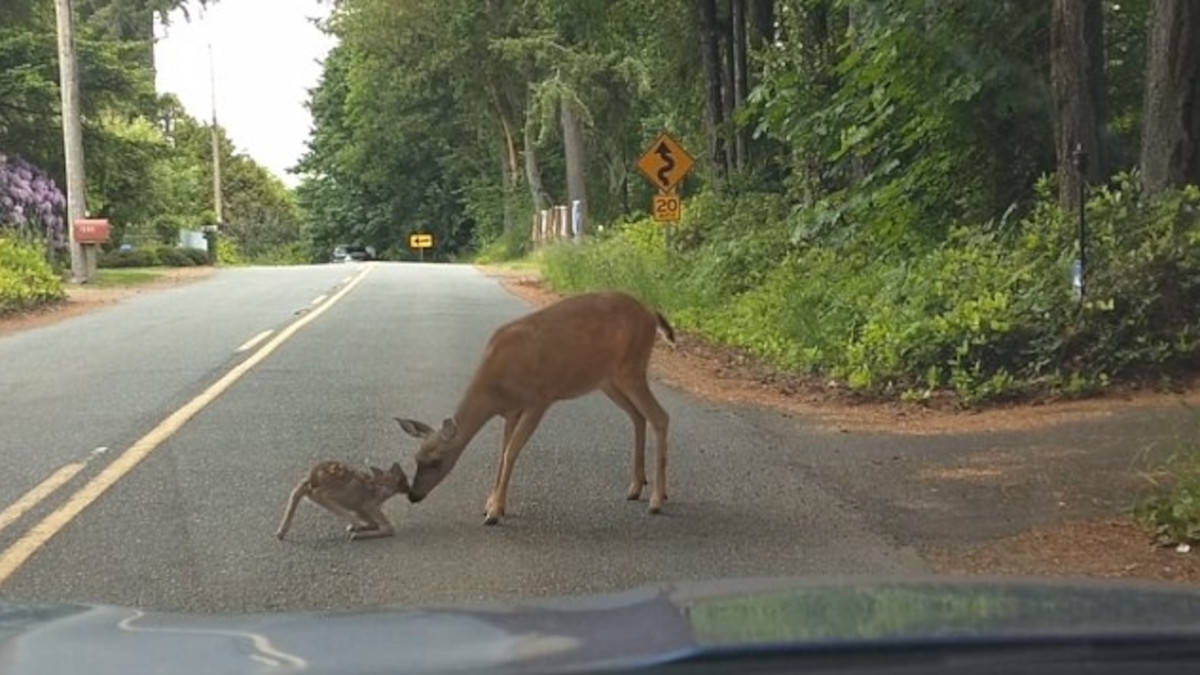 Cerbiatto in mezzo alla strada, mamma cervo lo aiuta ad alzarsi.