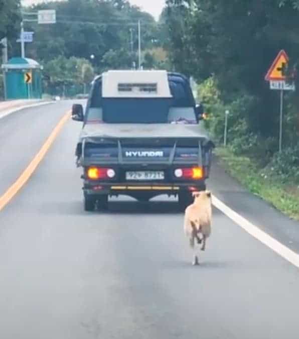 cagnolina randagia insegue un camion con a bordo i suoi cuccioli