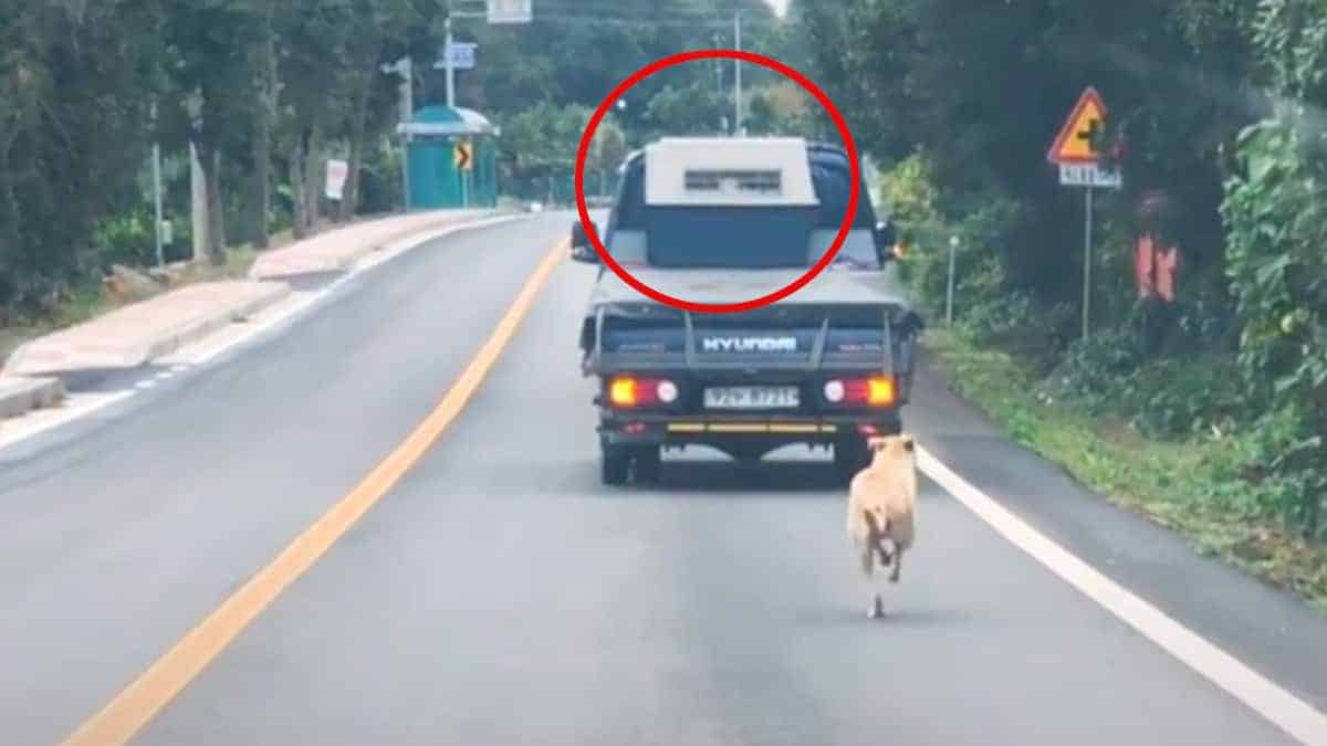 Mamma cagnolina randagia scioglie 26 milioni di cuori mentre insegue un camion con a bordo i suoi bambini salvati