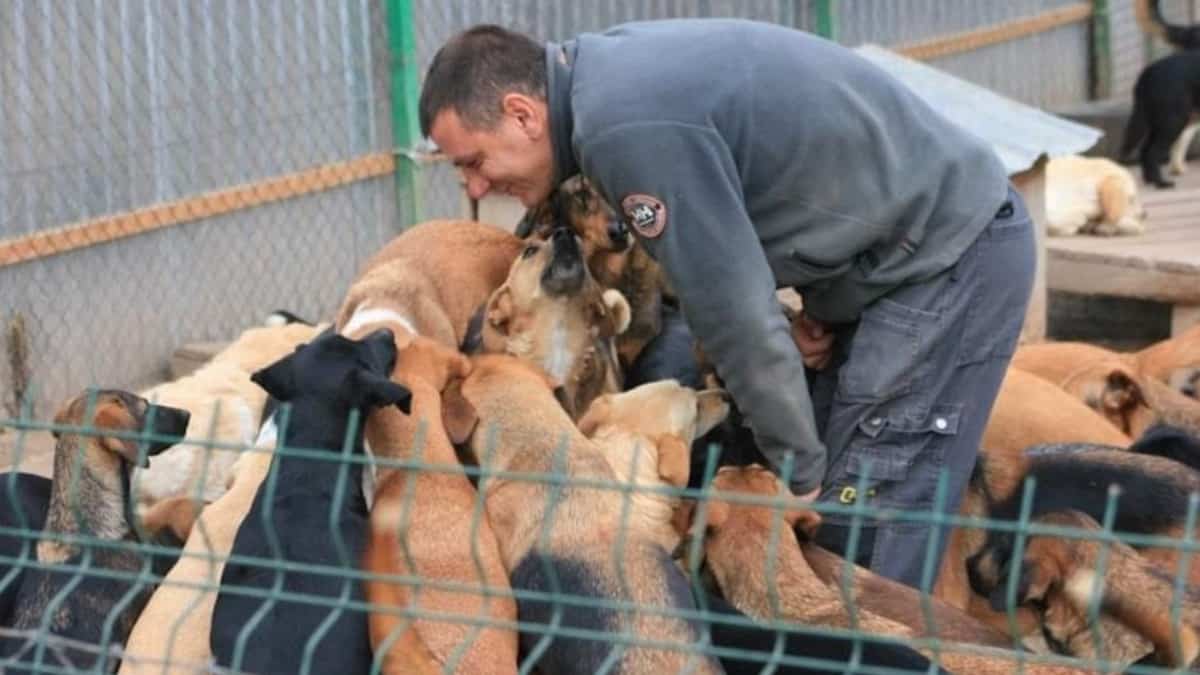 Sasha Pesic: L'uomo che ha dedicato la sua vita a salvare oltre 800 cani randagi