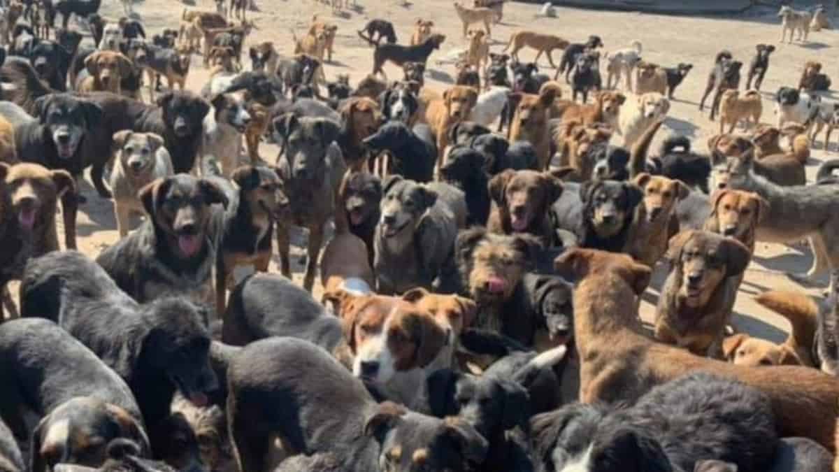 Un uomo ha deciso di dedicare la sua vita ad aiutare più 800 cani randagi