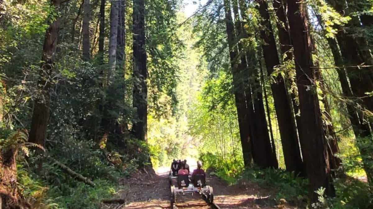 Ora le persone possono pedalare attraverso la foresta di sequoie grazie alla bici elettrica