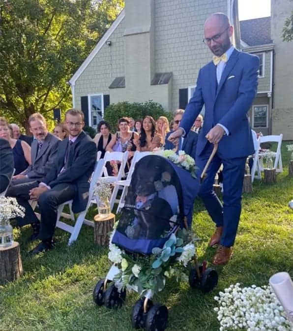 Gatto in abito elegante porta gli anelli al matrimonio dei suoi genitori