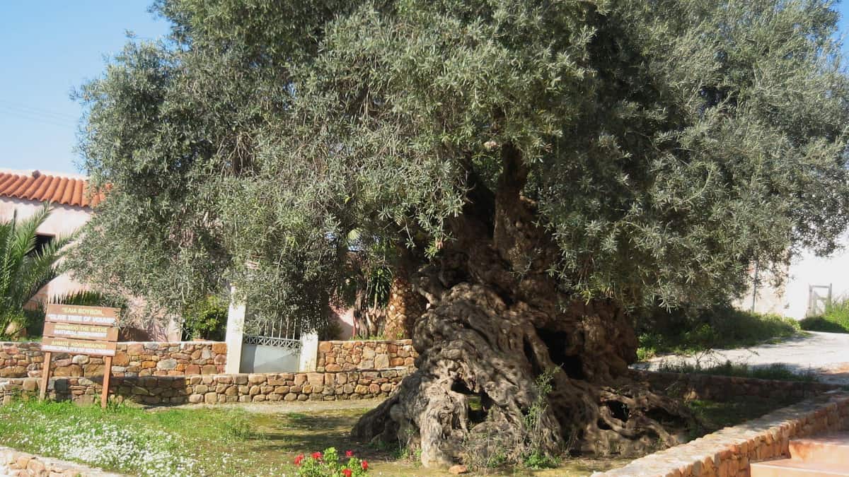 Uno degli alberi più antichi del mondo, un ulivo con più di 3.000 anni!