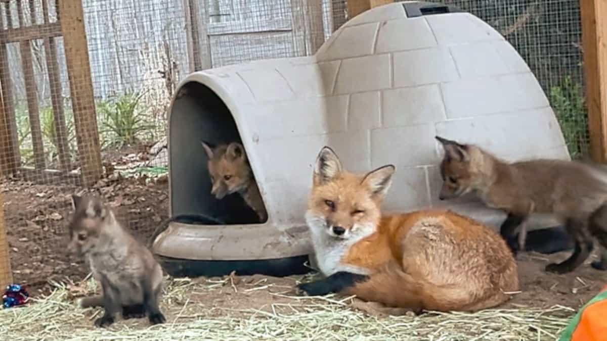 Una volpe che ha trascorso mesi isolata da sola incontra 3 bambini orfani che la cambiano