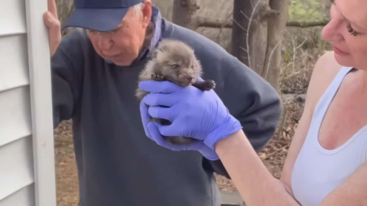 Una volpe solitaria incontra 3 cuccioli orfani e li adotta