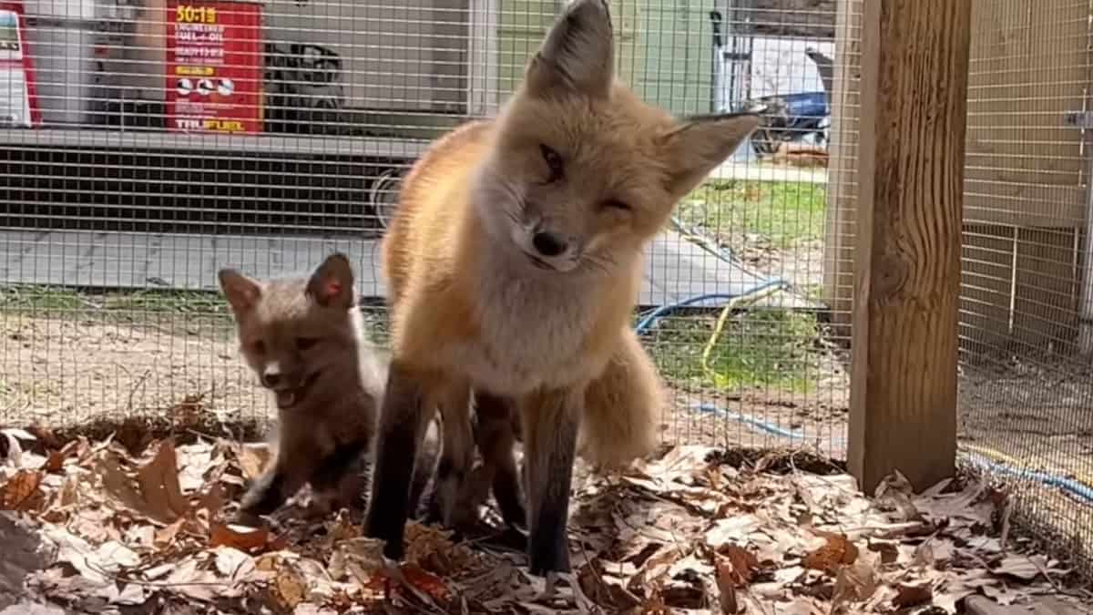 Una volpe solitaria incontra 3 cuccioli orfani e li adotta