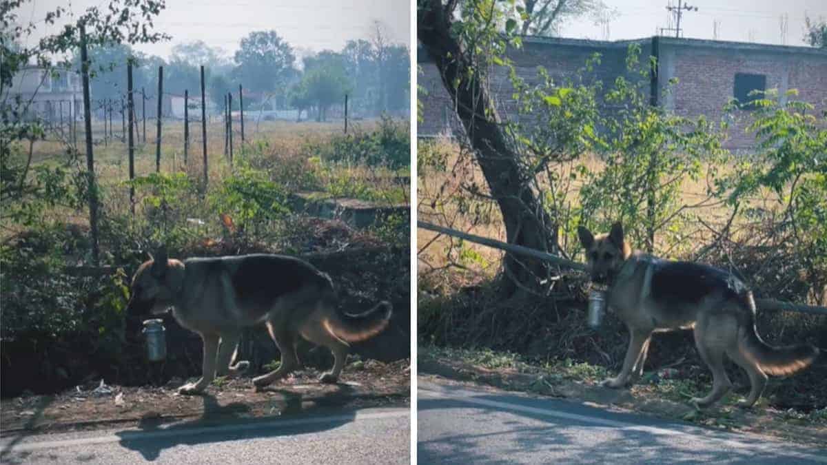 Il cane cammina per 2 km per portare il cibo al suo padrone, consegnandolo al suo ufficio