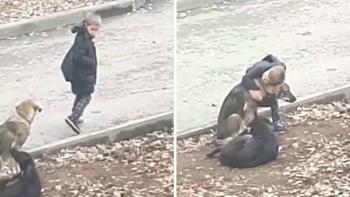 Un bambino si ferma per abbracciare i cani randagi durante il cammino per la scuola, suscitando dolcezza per il suo gesto compassionevole