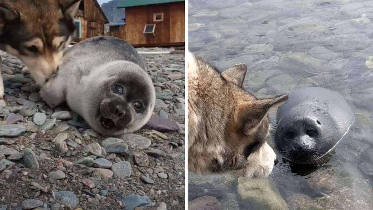 Un cane nel Baikal soccorre un cucciolo di foca, credendolo un cucciolo di cane