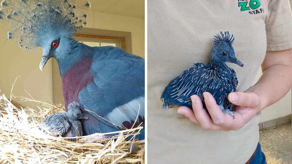 Incredibile bellezza: il piccione più affascinante del mondo, noto per la sua notevole grandezza!