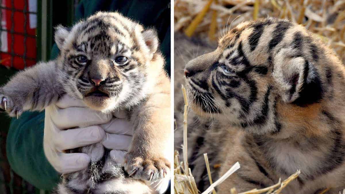 Nascita a Roma: la nascita di una cucciola di tigre di Sumatra al bioparco segna un passo avanti nella lotta contro l’estinzione