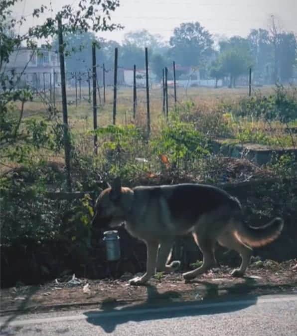 cane porta il cibo al suo padrone camminando per 2 km