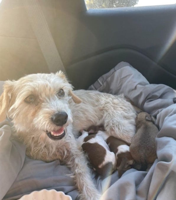 cagnolina disperata cerca aiuto per i suoi cuccioli appena nati