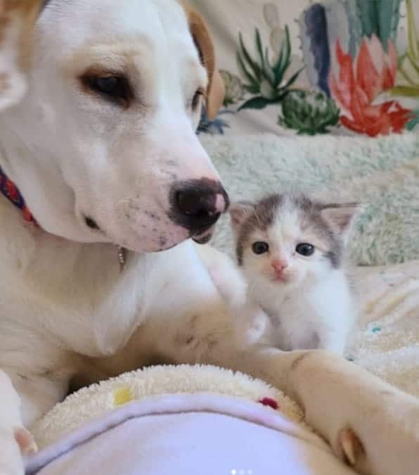 La storia di Eddie, un gattino abbandonato, e Ava, una cagna amorevole, che dimostrano che cani e gatti possono essere più che amici