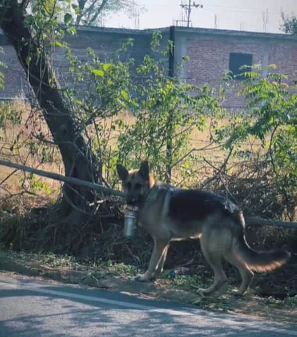 cane porta il cibo al suo padrone camminando per 2 km