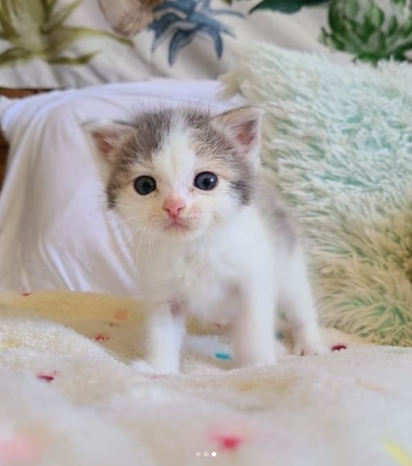 La storia di Eddie, un gattino abbandonato, e Ava, una cagna amorevole, che dimostrano che cani e gatti possono essere più che amici